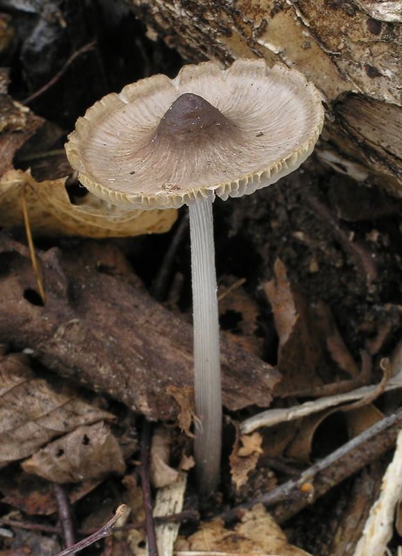 Mycena polygramma